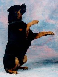 K9Kapers Dog Training Tricks Class